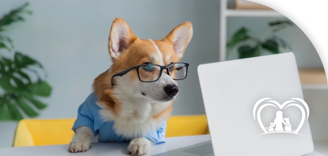 Cachorro corgi de óculos em frente a um notebook