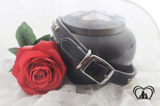 Urna com coleira ao lado de uma rosa vermelha