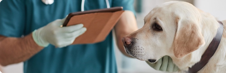 Veterinário com um cachorro