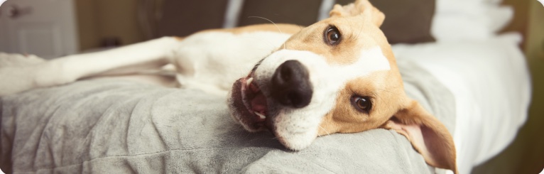 Cachorro deitado em uma cama