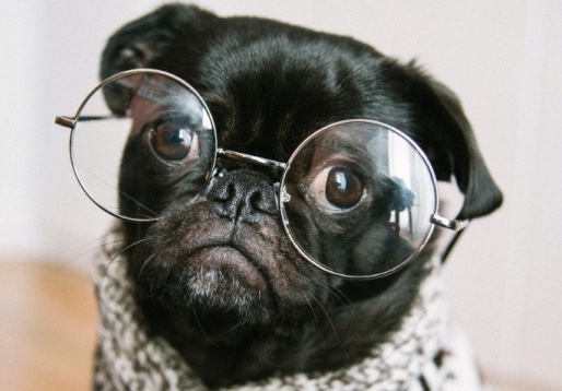 Pug de óculos
