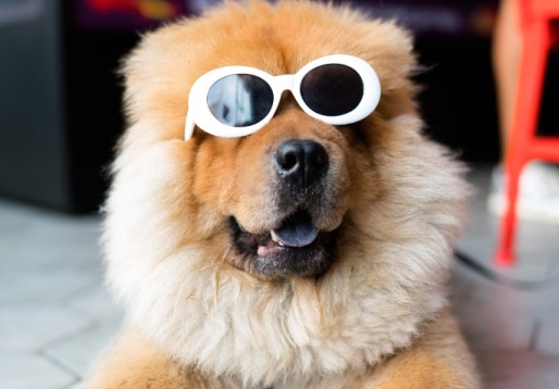 Cachorro peludo de óculos brancos