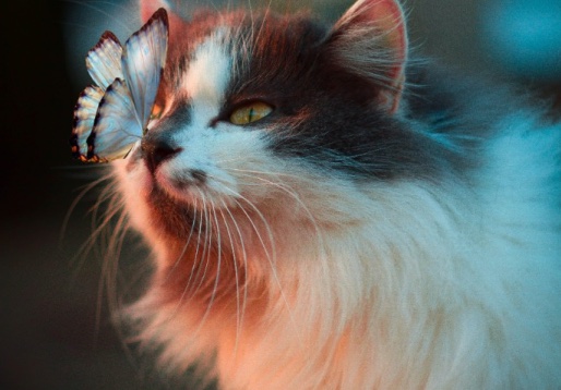 Gato com uma borboleta