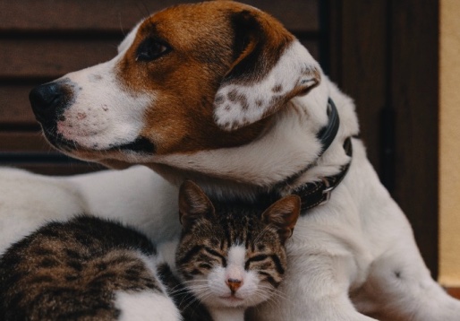 Cachorro e gato deitados
