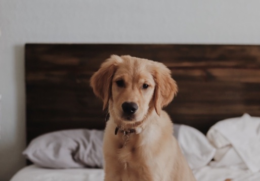 Filhote em uma cama