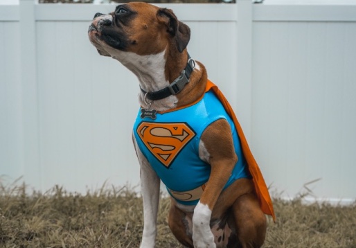 Cachorro com capa de super-herói