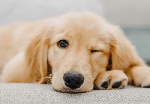 Cachorro deitado