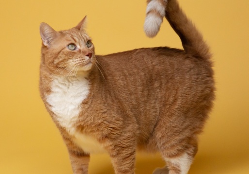 Gato laranja