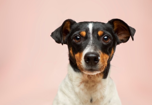 Cachorro sobre fundo rosa