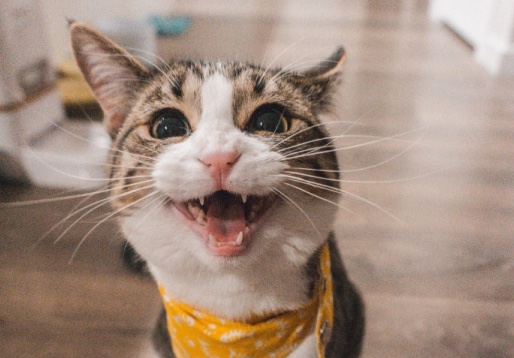 Gato sorrindo