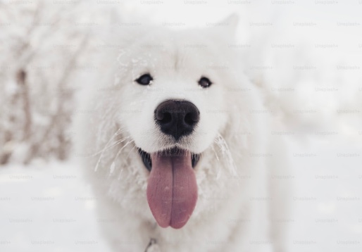 Cachorro branco na neve