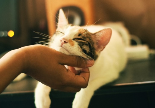 Gato recebendo carinho