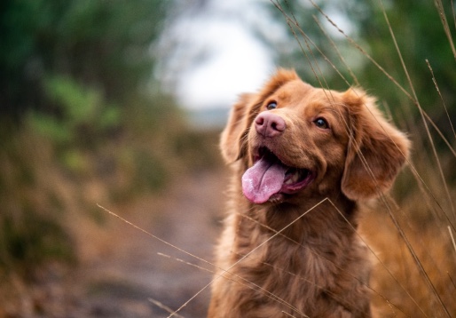 Cachorro marrom na trilha
