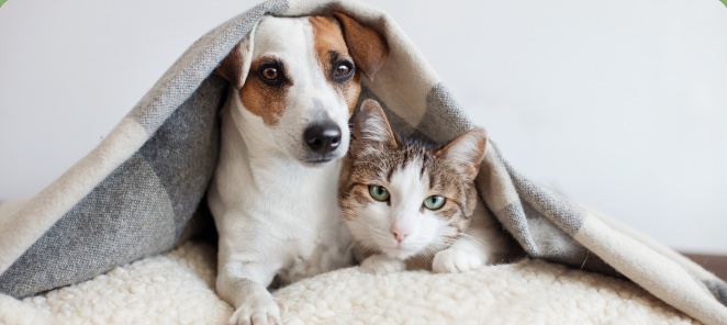 Cachorro e gato sob uma manta