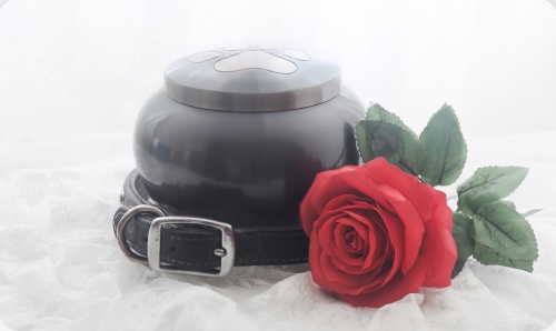 Urna ecológica com coleira e uma rosa vermelha