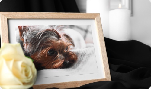 Porta-retrato com a foto de um cachorro e uma rosa