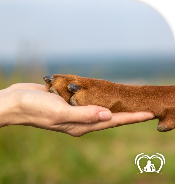 Mão humana segurando a pata de um cachorro