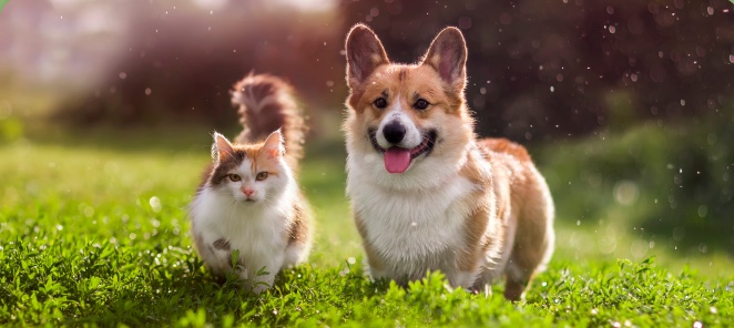 Cachorro e gato em um gramado