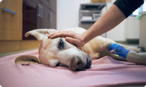 Cachorro sendo acariciado em uma clínica
