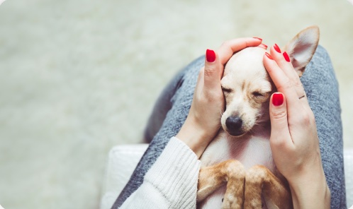 Cachorro pequeno nas mãos de uma tutora