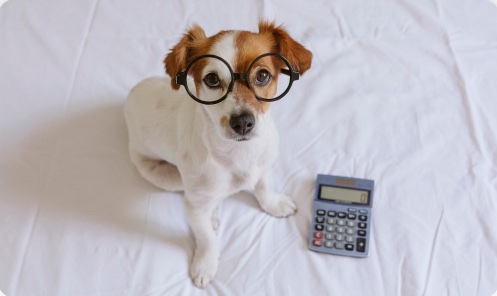 Cachorro de óculos ao lado de uma calculadora