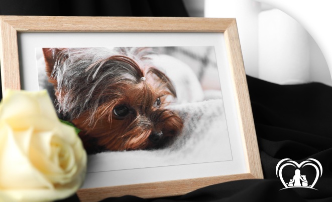 Cachorro em porta-retrato ao lado de uma rosa branca