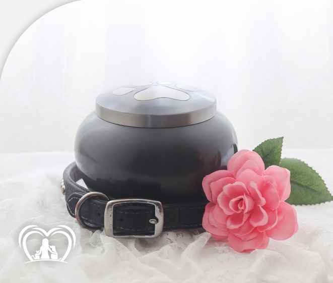 Urna com coleira e uma rosa